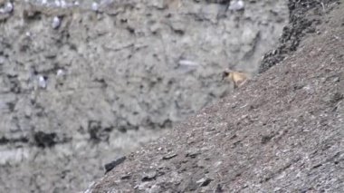 Kutup tilkisi yürüyüş