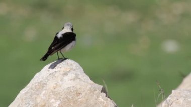 Kara kulaklı kuyrukkakan