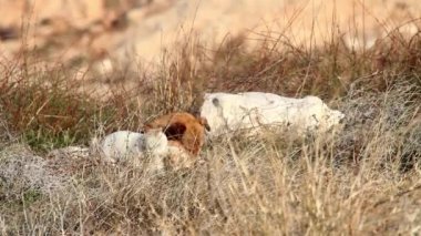 Yabani köpek çimenlerde yalan