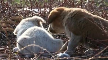 Yalan yabani köpek yavruları
