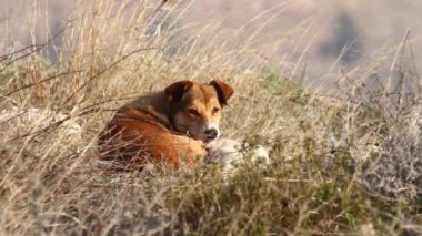 Yabani köpek çimenlerde yalan