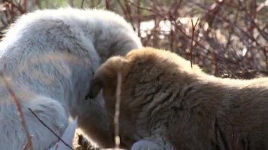 Et yemek yabani köpek yavruları