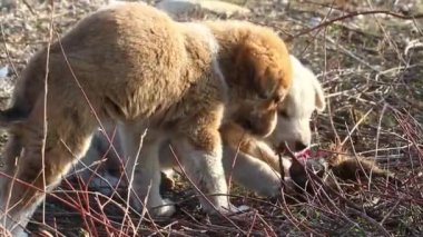 Et yemek yabani köpek yavruları