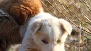 Oynarken yabani köpek yavruları