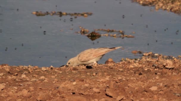 Ptak pustynia Skowronek — Wideo stockowe