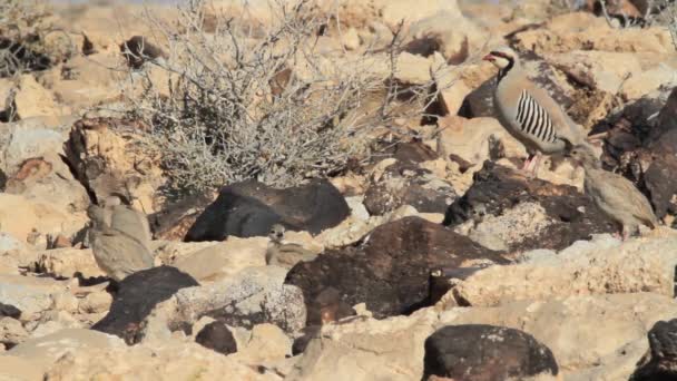 Chukar caminando sobre rocas — Vídeos de Stock