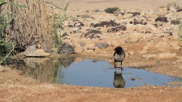 Oiseau eau potable — Video