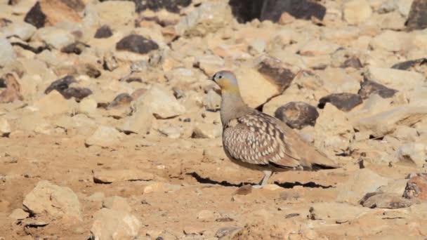 Chukar walking on rocks — Stock Video