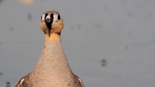 Chukar stojí ve vodě — Stock video