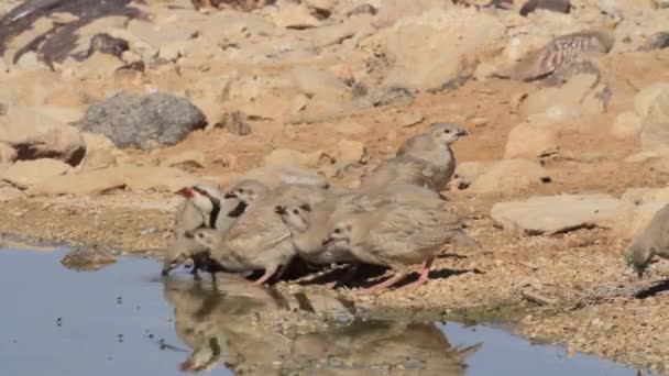 Chukar chicks drink water — Stock Video