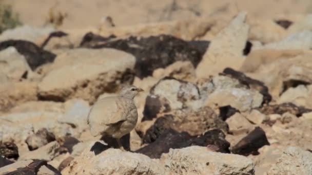Chukar zu Fuß auf Felsen — Stockvideo