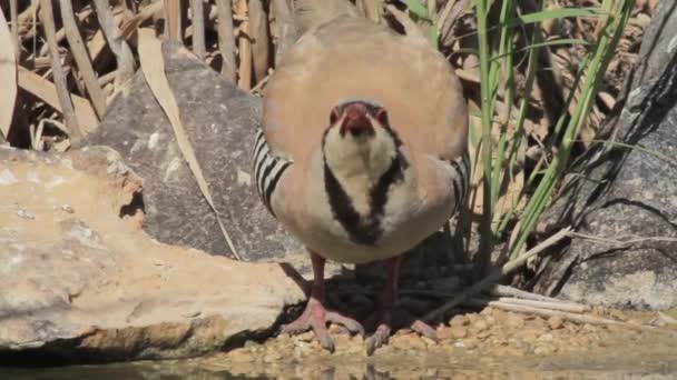 Chukar boire de l'eau — Video