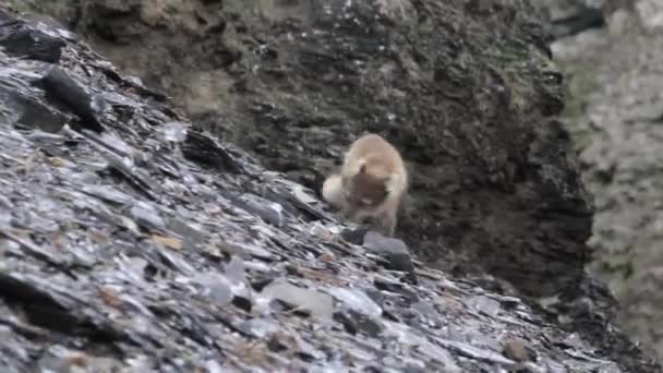 Renard arctique marchant sur les montagnes — Video