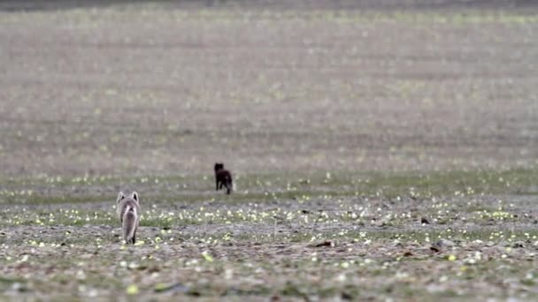 Lisy na działających na polu — Wideo stockowe