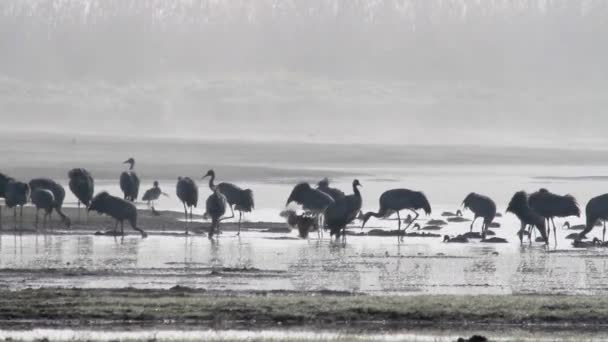 Grues communes troupeau — Video