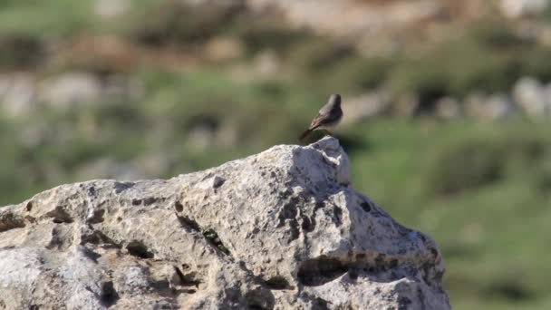 Zwarte start vogel — Stockvideo