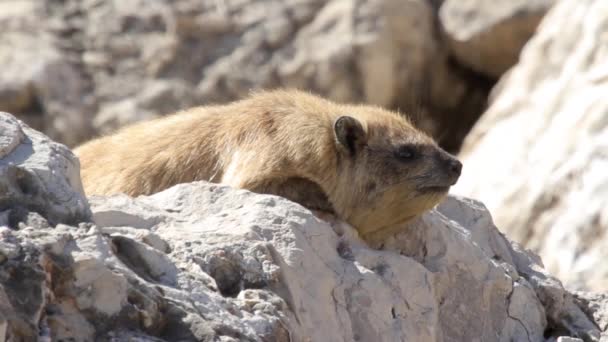 Rock hyrax deitado sobre uma rocha — Vídeo de Stock