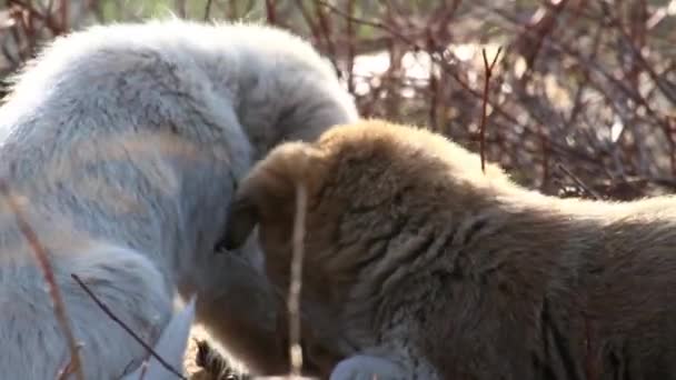 Feral dog puppies eating meat — Stock Video