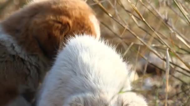 Feral dog puppies playing — Stock Video