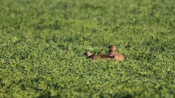 Petits bustards se tient — Video