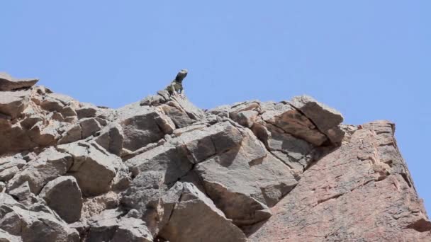 Lagarto Agama del desierto — Vídeo de stock