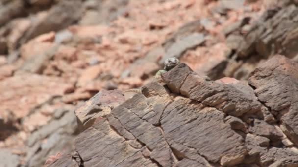 Lagarto Agama del desierto — Vídeos de Stock