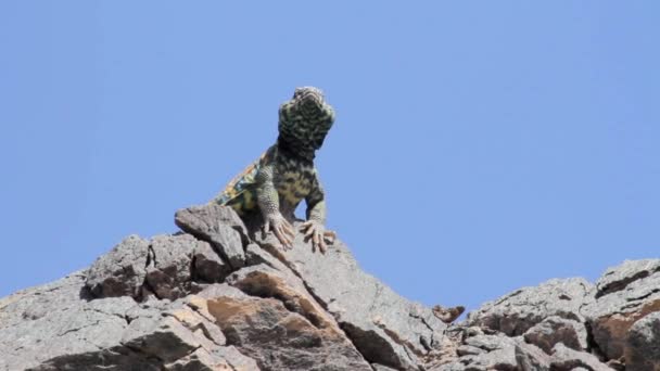 Desert Agama lizard — Stock Video