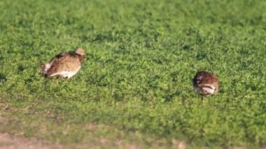 Küçük bustards besleme