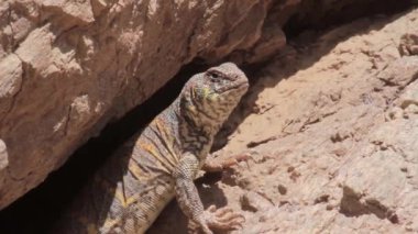 Bir kaya kürsüye kertenkele