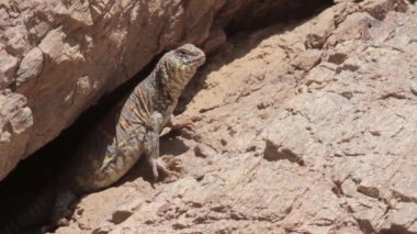 Bir kaya kürsüye kertenkele