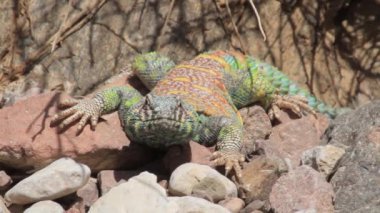 Kayaların üzerinde sürünerek kertenkele