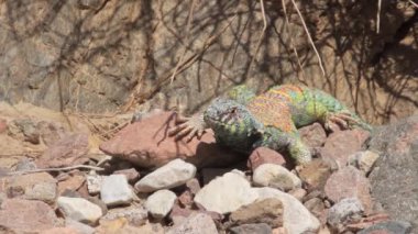 Bir kaya kürsüye kertenkele