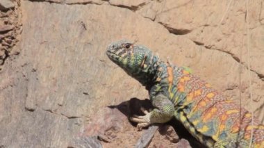 Bir kaya kürsüye kertenkele