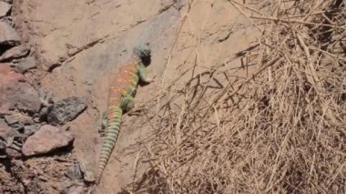 Kayaların üzerinde sürünerek kertenkele