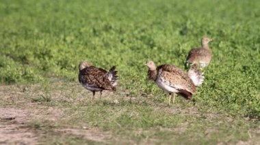 Kötülük küçük bustards