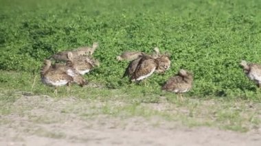 Küçük bustards besleme