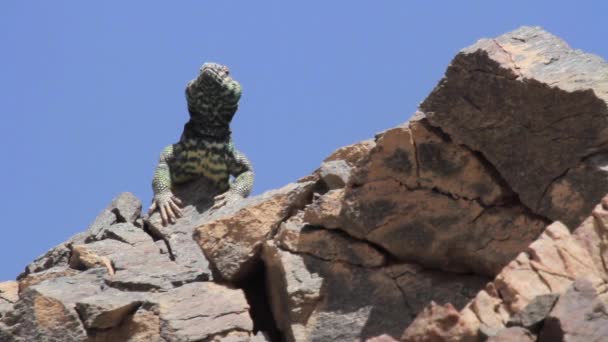 Desert Agama lizard — Stock Video