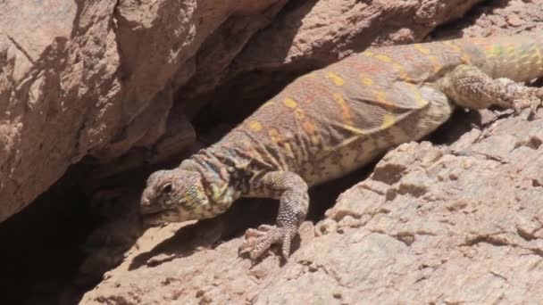 Έρημο Agama σαύρα — Αρχείο Βίντεο