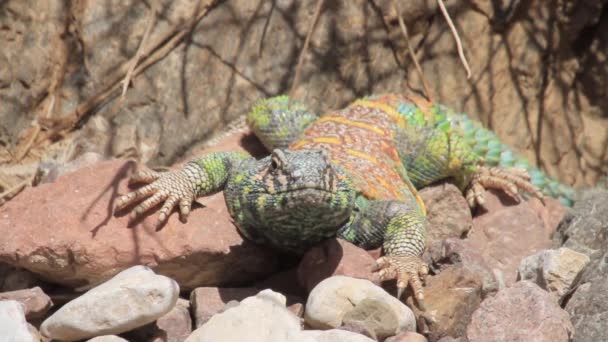 Lizard stand on a rocks — Stock Video