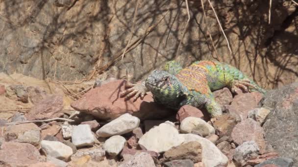 Lagarto ficar em uma pedra — Vídeo de Stock