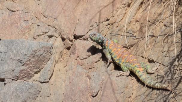 Lizard stand on a rock — Stock Video