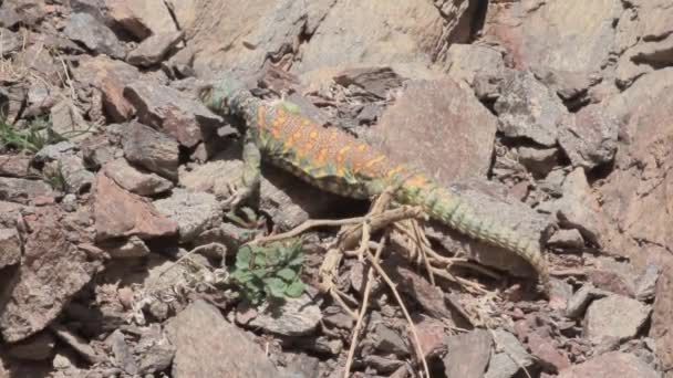 Lizard crawling on a rocks — Stock Video