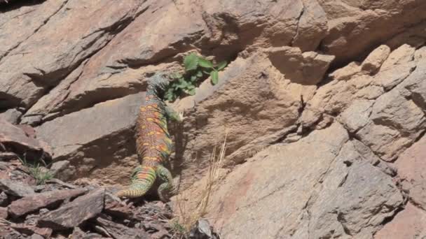 Lizard stand on a rocks — Stock Video