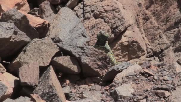 Eidechse kriecht auf einem Felsen — Stockvideo