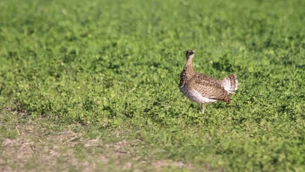 Pequena bustard preening — Vídeo de Stock