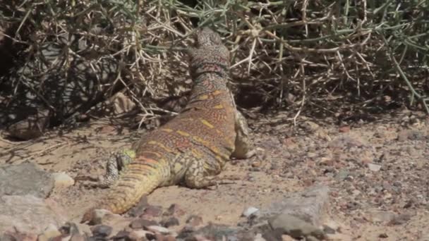 Lézard debout sur un rocher 
