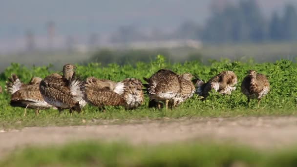 Petits bustards se tient — Video