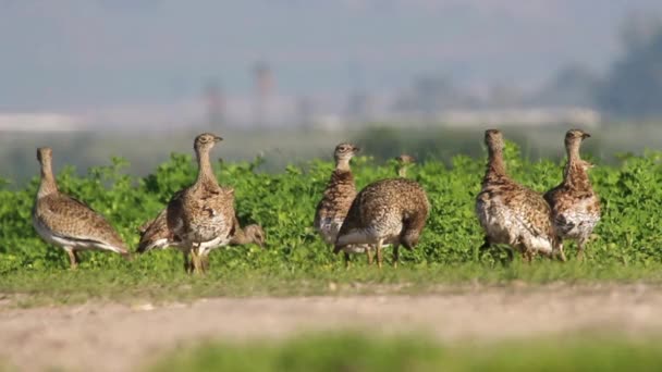 Petits bustards se tient — Video