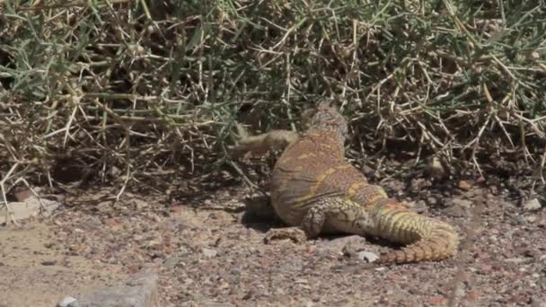 Lézard debout sur un rocher 