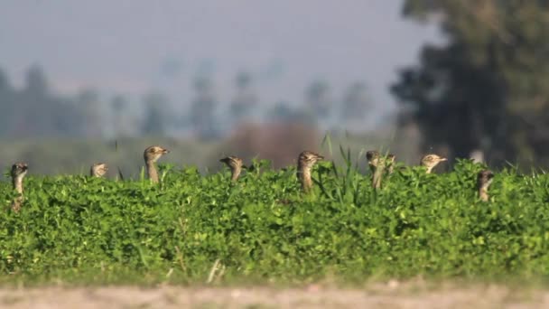 Little bustards stands — Stock Video